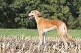SALUKI 076